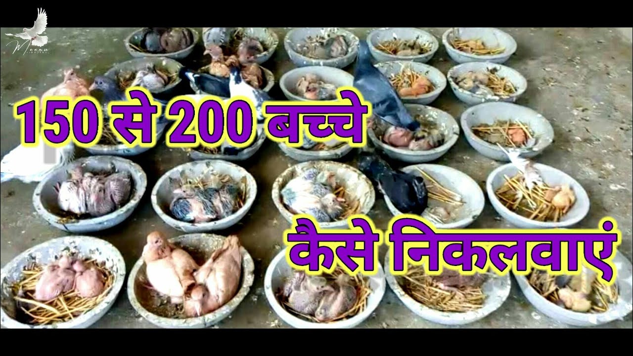 कबूतर के बच्चे कैसे निकलवाएँ | How to take care of pigeon's babies | Meenu Kirodiwal 🕊🕊
