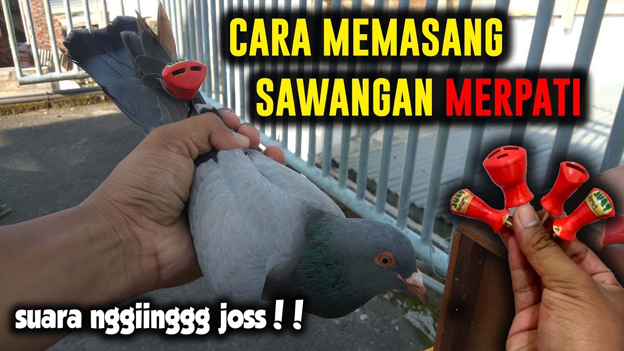 CARA MEMASANG SAWANGAN MERPATI YANG BAIK DAN BENAR #ANTILEPAS