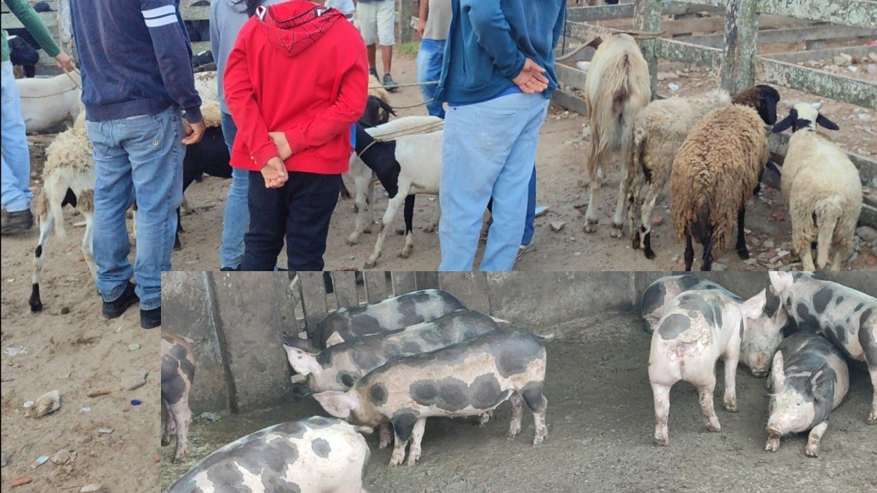 Feira do porco e ovino Capoeiras-PE 13/02/26