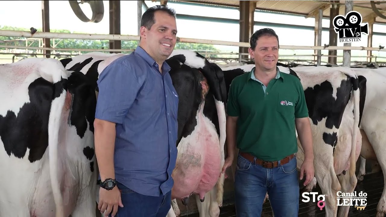 Excelência genética e alta performance na Fazenda Figueiredo | TV Holstein & STgenetics Brasil