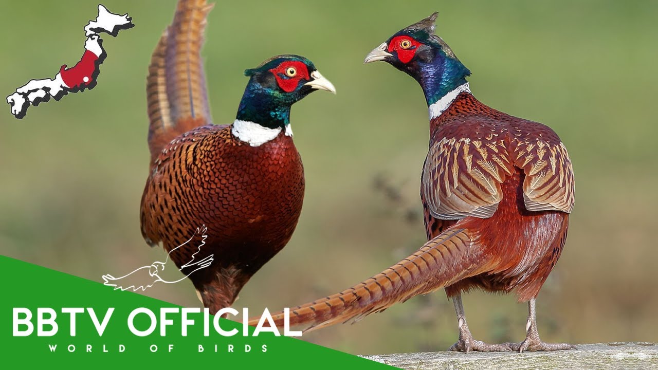 Birds of Japan | Most Beautiful Birds Found in Japan You've Never Seen | BBTV Official