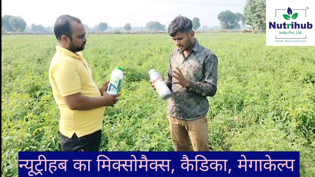 टमाटर की फसल में न्यूट्रीहब के उत्पाद के शानदार रिजल्ट