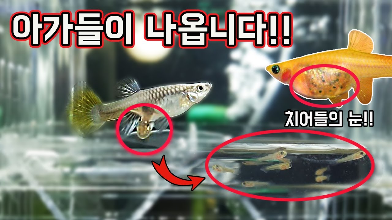 알이 아닌 새끼로 출산하는 물고기 구피(GUPPY)의 신비한 탄생순간 [TV생물도감]