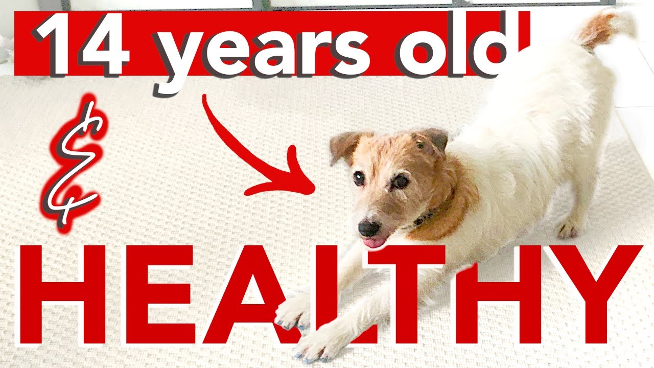 5 TIPS to KEEP YOUR DOG HEALTHY, HAPPY and LIVING LONGER