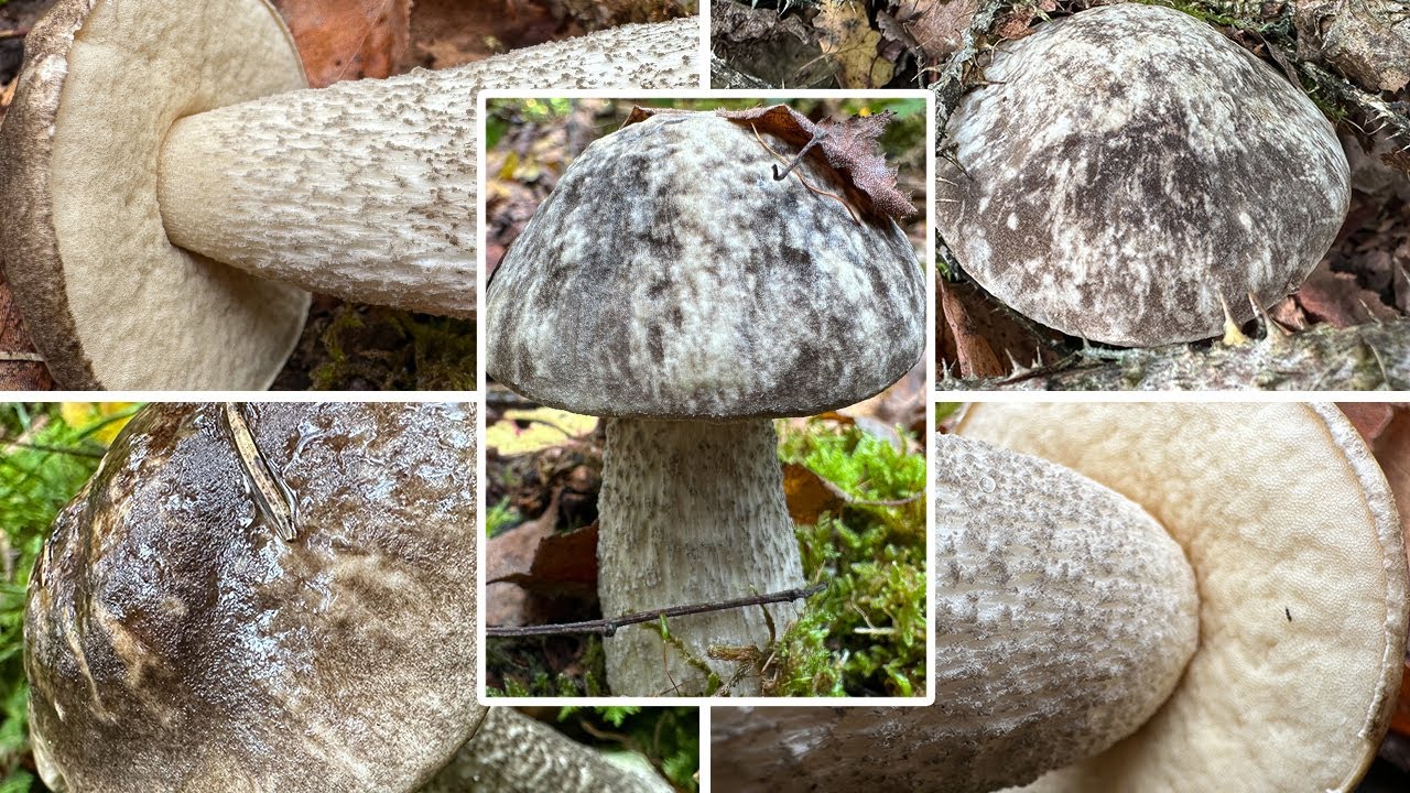 Birkenpilze sammeln | Das Jahr der Vielverf&auml;rbenden Birkenpilze in Oberbayern | Leccinum variicolor