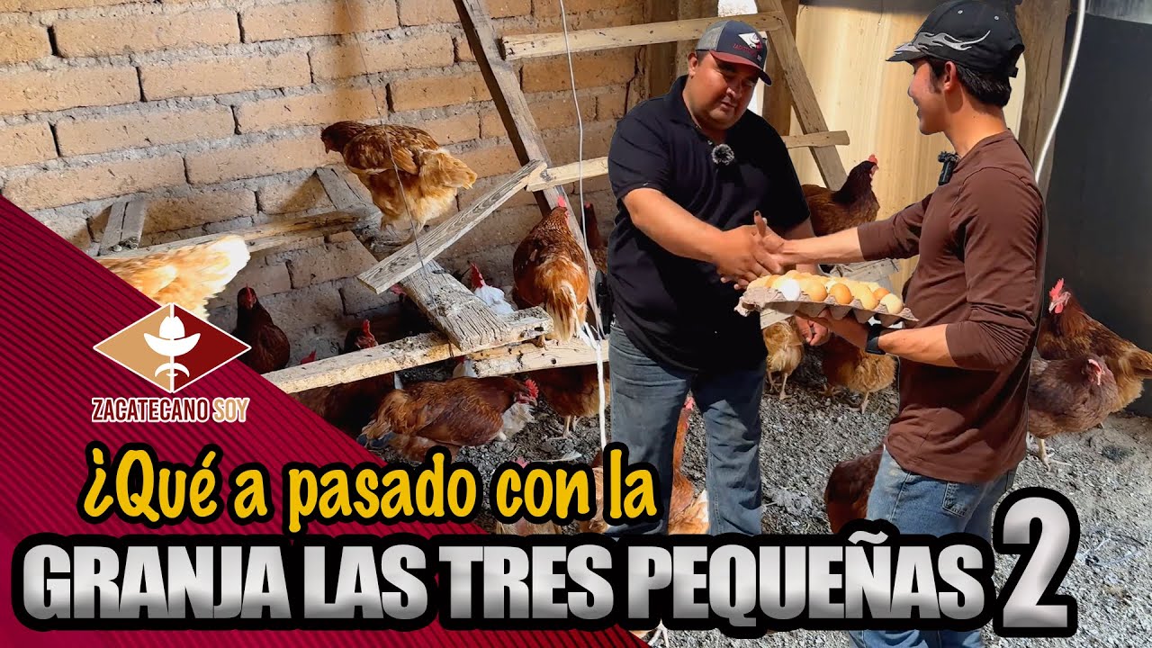 ¿AI FUNCIONAN LAS gallinas ponedoras?