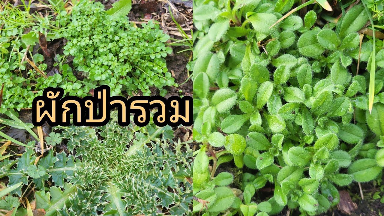 หาเก็บผักป่าข้างห้วยต่างแดนงามๆ4ชนิดปานปลูกไว้