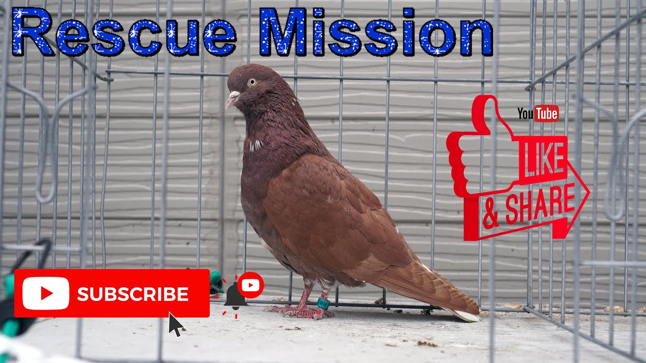 May 13, 2020 - Rescue Mission (Birmingham Roller Pigeons)