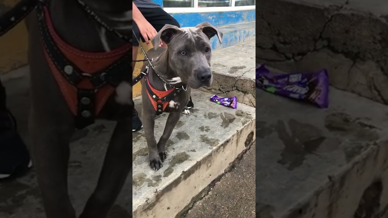 😱 Alerta American pitbull Blue