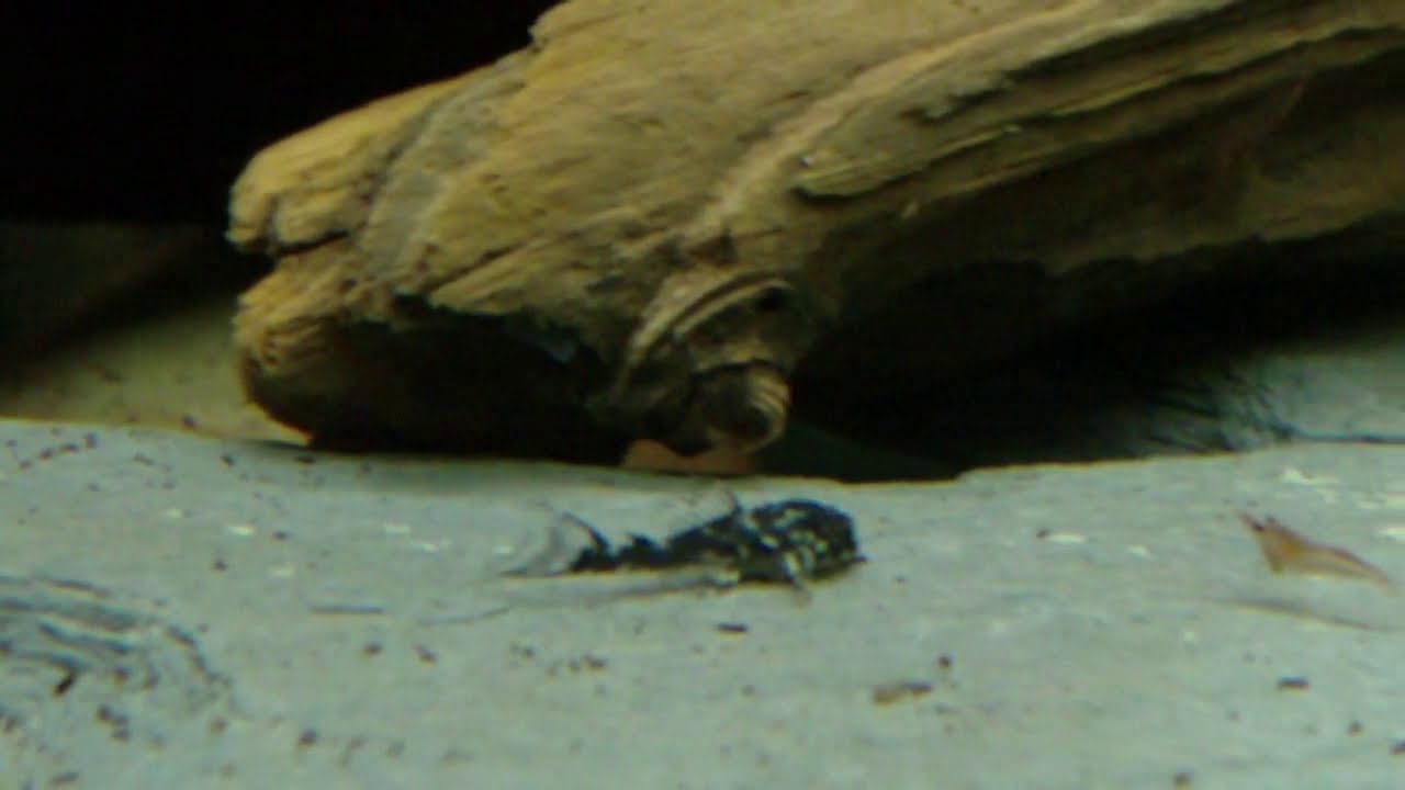 Hypancistrus sp. L201 adult, juvenile and fry (Orinoco angel pleco)