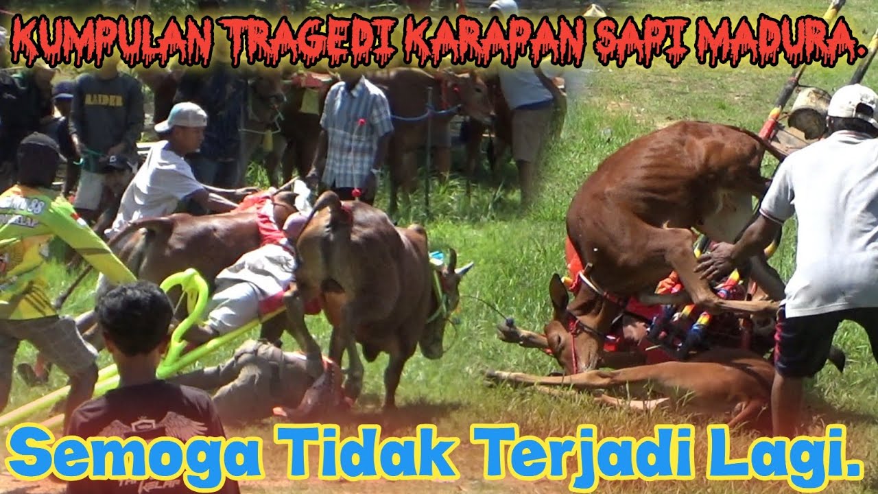 Kumpulan Tragedi Kerapan Sapi Madura, Semoga Tidak Terjadi Lagi.