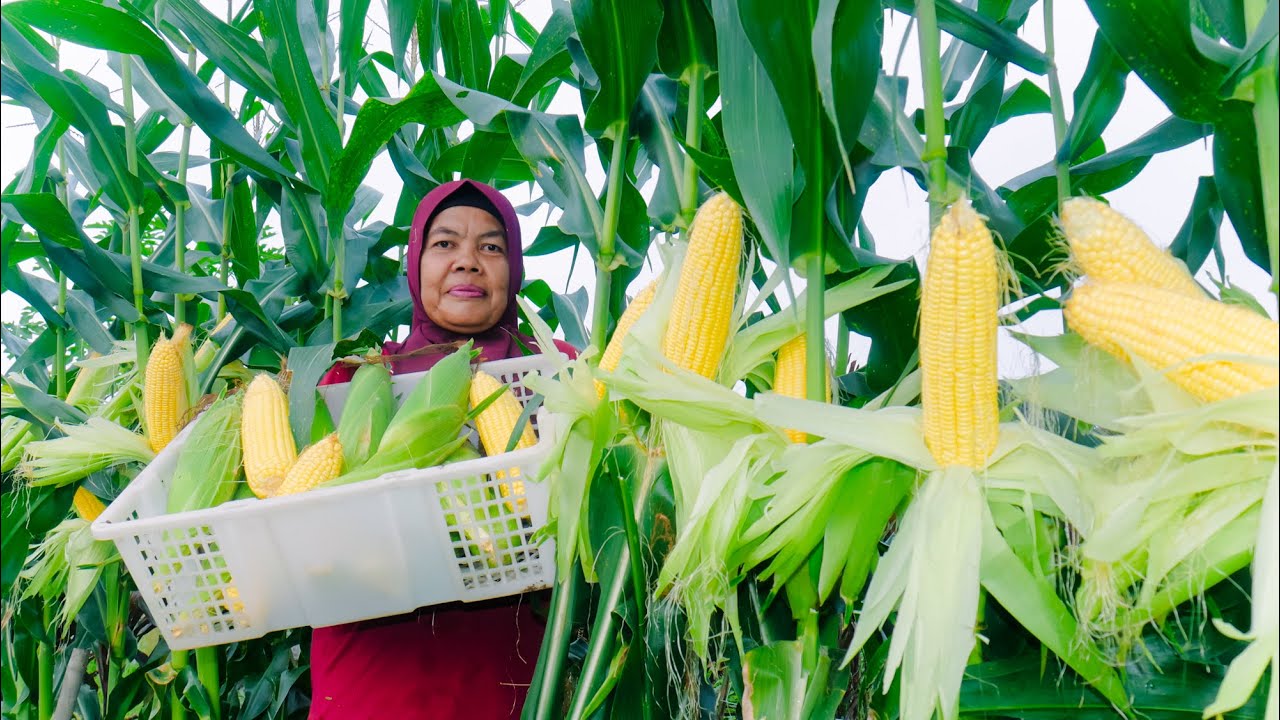 Cara Menanam Jagung Manis NB SUPER F1 Cap Panah Merah | Jawaban Keresahan Petani