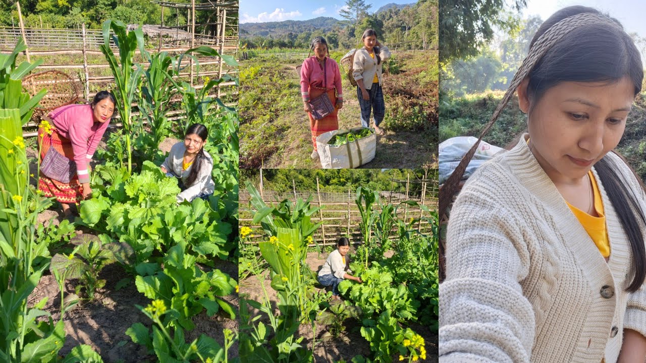 Farm Visit | Collecting Fresh Vegetables | Aalo l Arunachal Pradesh | Vlog 28