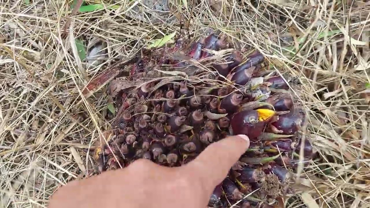 Panen PPKS Dumpy Rotasi Pertama Bulan Oktober 2025