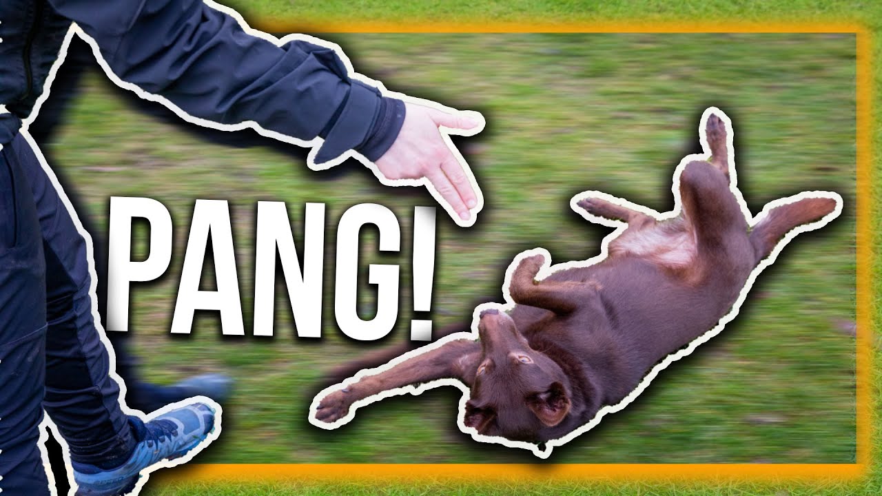 TRAIN JE HOND | Hoe leer je je hond het commando PANG?