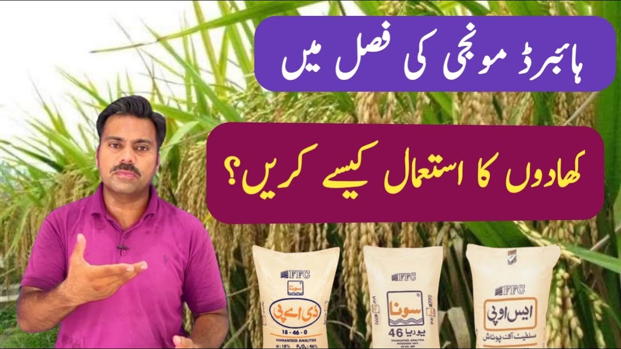 Fertilizer plan for hybrid rice crop | Abid Ali Agrarian