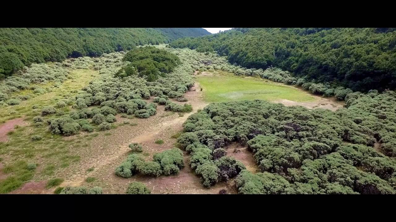 Papandayan Mount Aerial: TEGAL ALUN with DJI drone