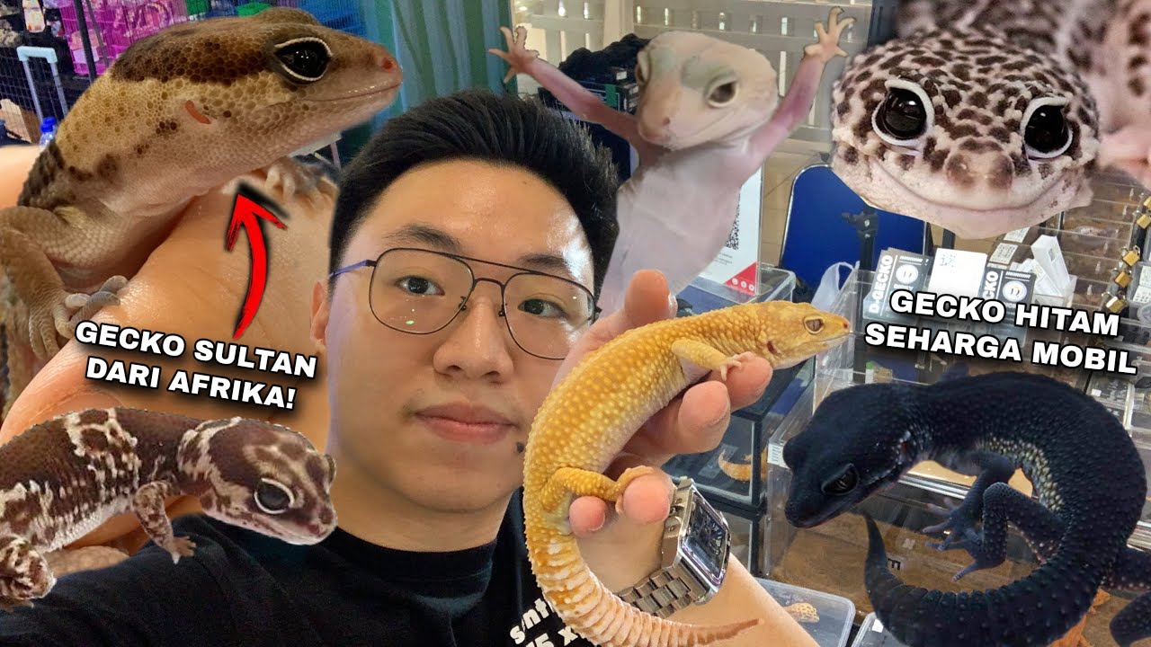 GREBEK KOLEKTOR DAN PETERNAK LEOPARD GECKO SULTAN! GENETIK RAKSASA GIANT