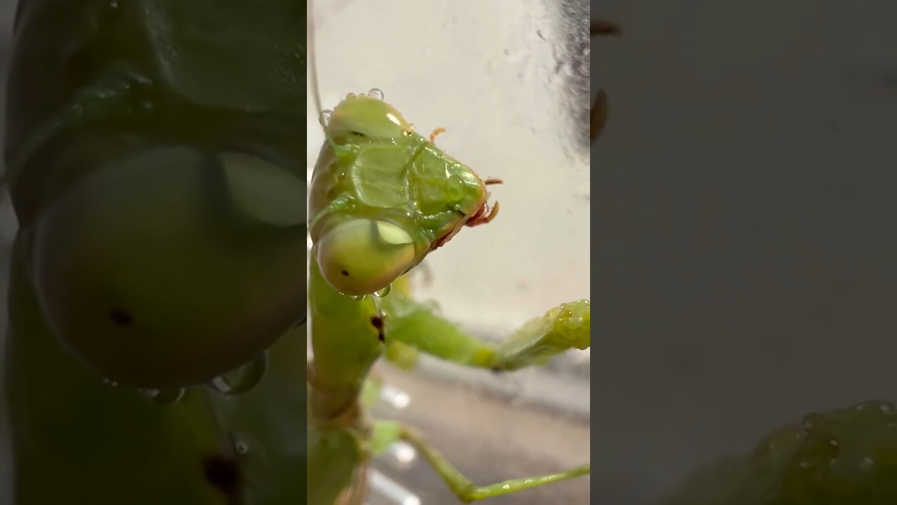 #insects