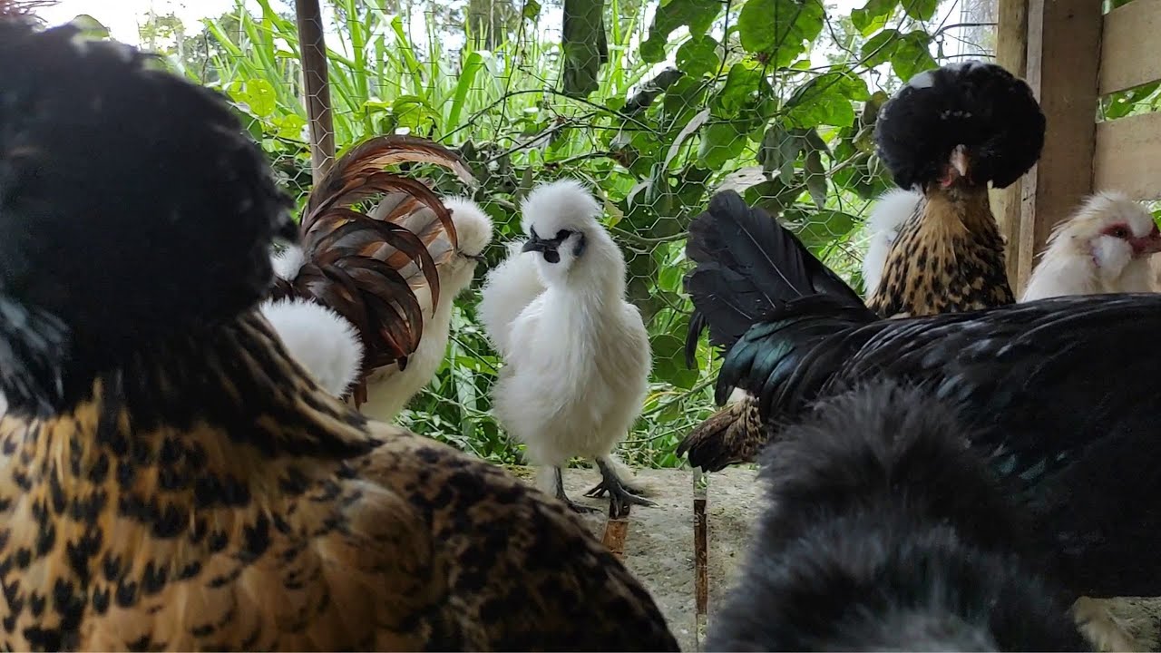 COMPENSA CRIAR GALINHA SEDOSA E POLONESA, ELAS SÃO LINDAS DEMAIS.