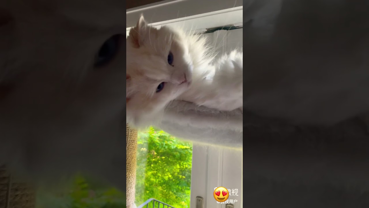 Levi, still sleepy? #cat #ragdoll #ragdollcat #cute #catbreed #catlover #cutecat #shorts #short