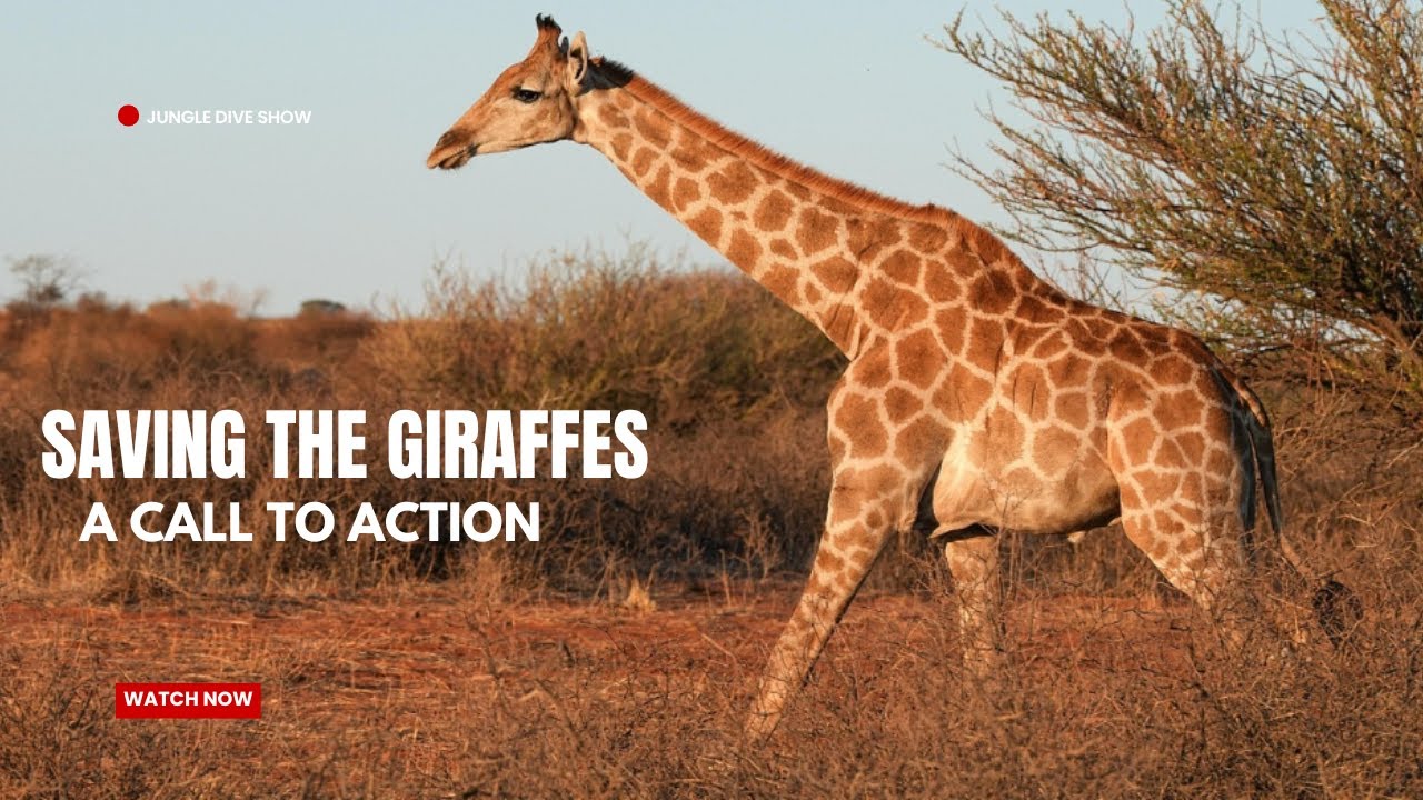 Giraffes in Danger | The Fight to Save Them | Urgent Wildlife Crisis