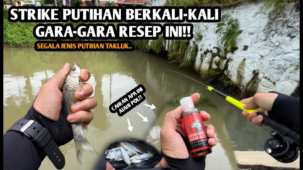SEGALA JENIS PUTIHAN TAKLUK KARENA RESEP INI!! Mancing wader dan melem pakai Essen RS31 gacor banget