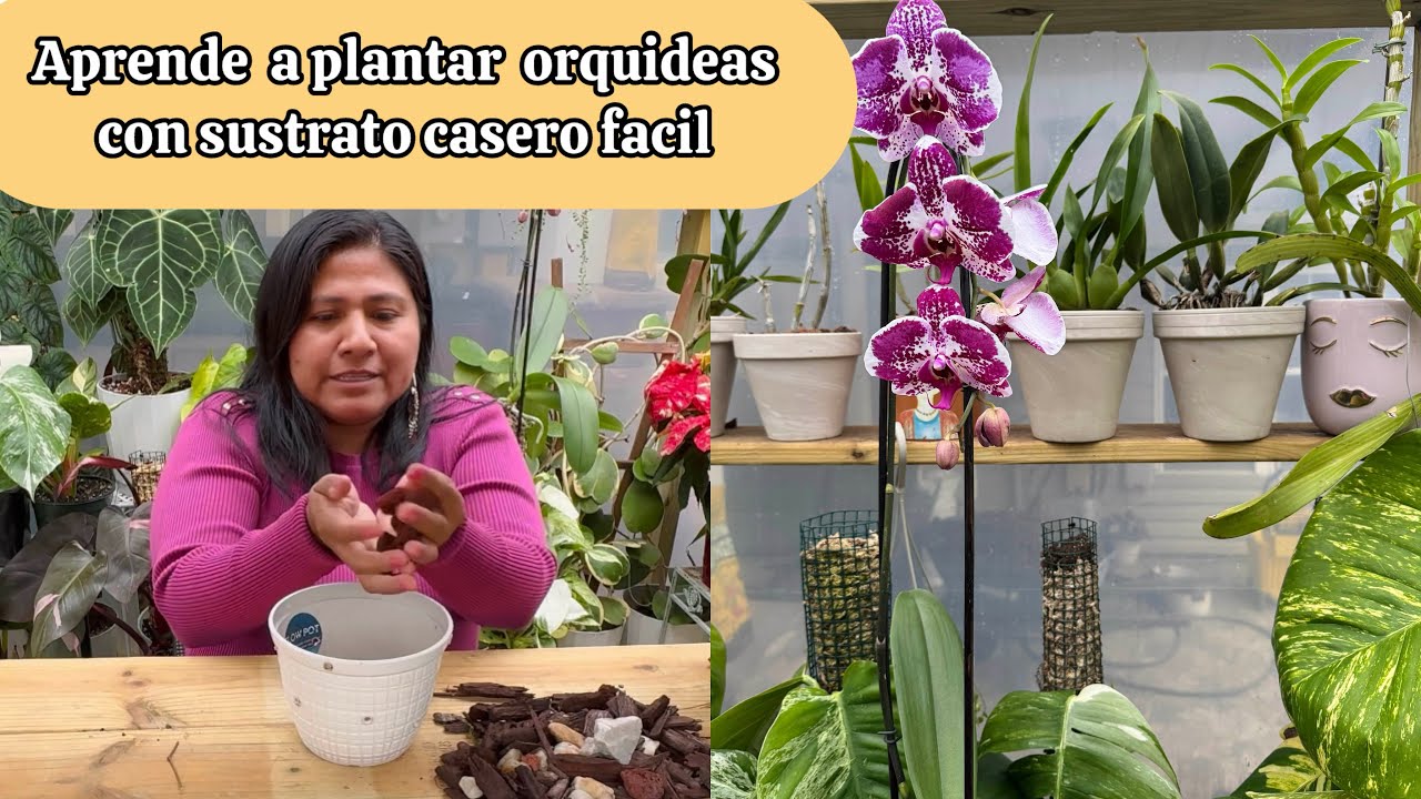 Sustrato Casero para Orquideas asi crecen mas bonitas