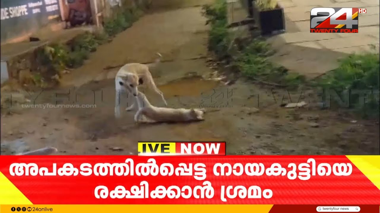 അമ്മ കരുതൽ... അപകടത്തിൽപ്പെട്ട നായക്കുട്ടിയെ രക്ഷിക്കാൻ തെരുവ് നായയുടെ ശ്രമം; ദൃശ്യങ്ങൾ
