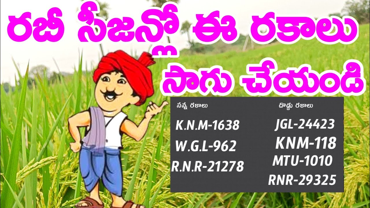 best paddy seeds variety || top 5 paddy seeds || paddy cultivation in telugu