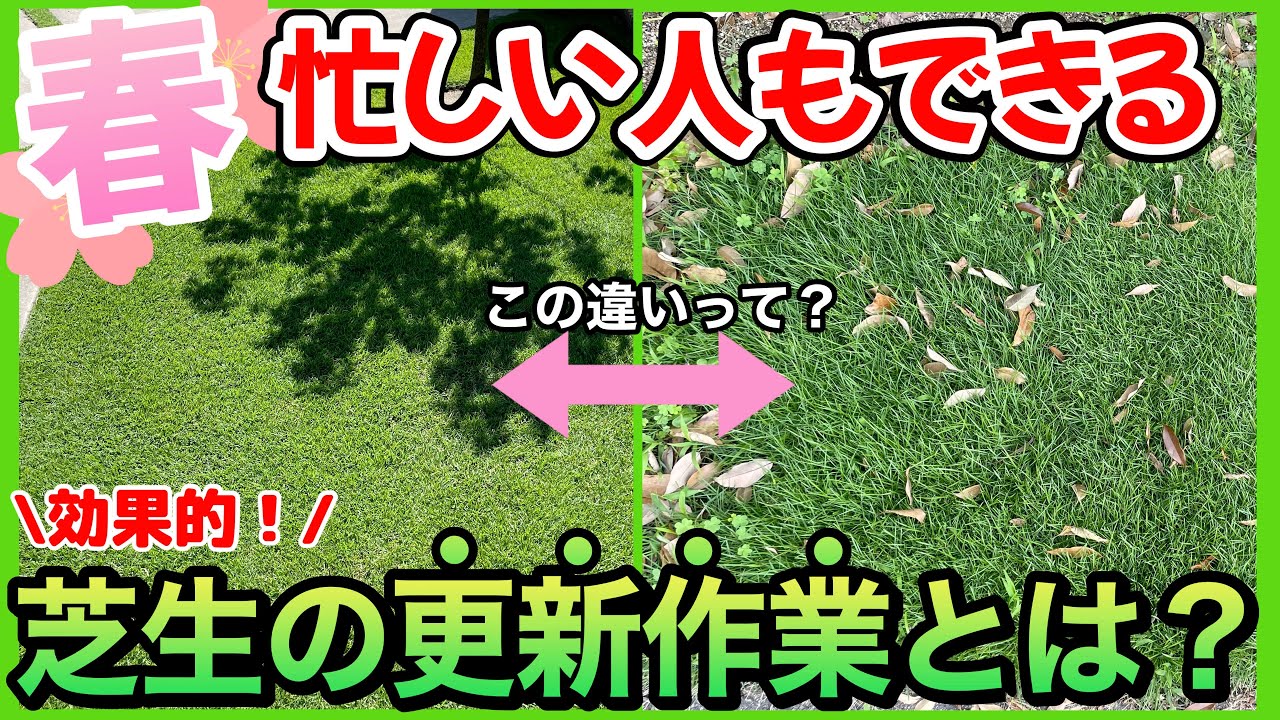 【必見】芝生の春の更新作業って全部必要なの⁉️忙しい人向けのお手入れの考え方！