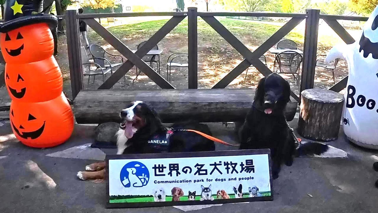 ワンコがいっぱい！【世界の名犬牧場】