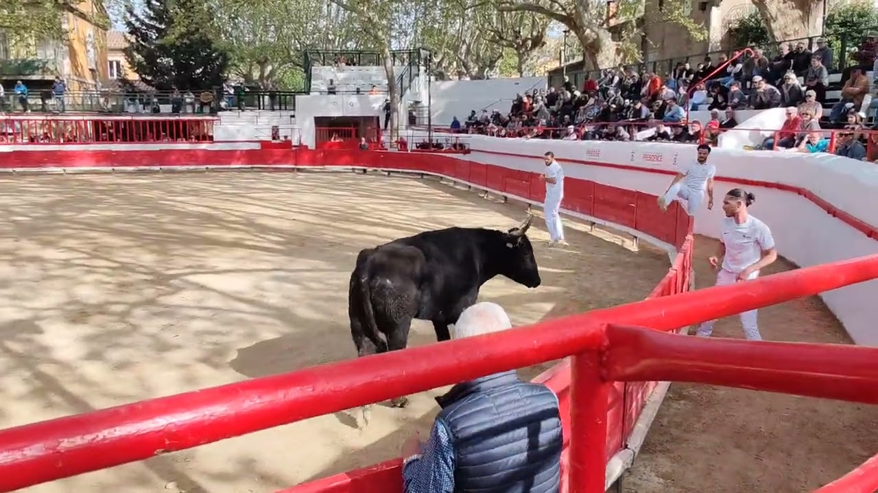 Taureau Artilleur soulève des planches Manade du Rhône. Course Camarguaise Montfrin 13.04.25 🐂🐎