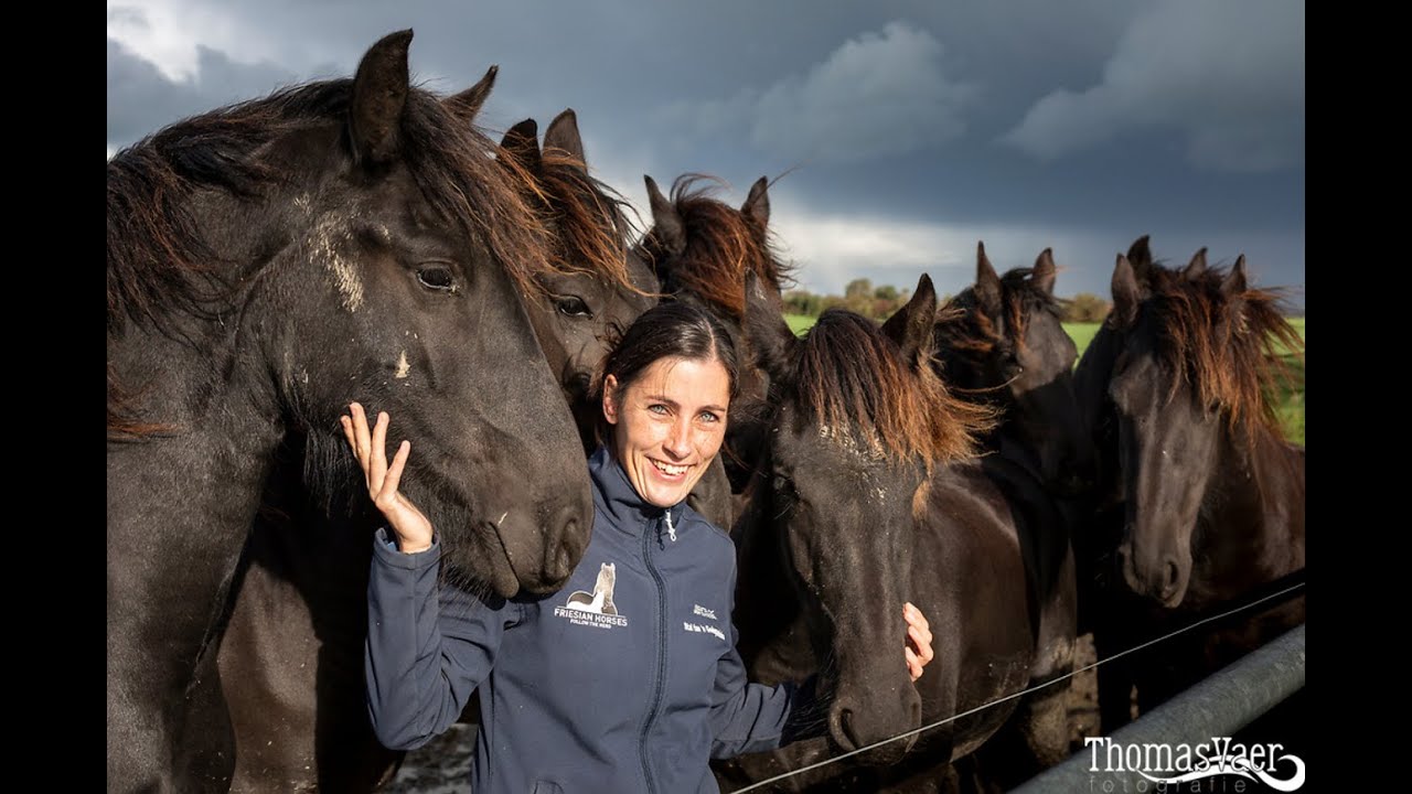 New York Post? A YouTube hit was noticed by the local magazine the Friesland Post🤩 Friesian Horses