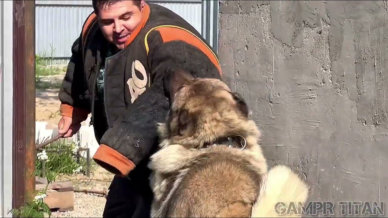 ИМПЕРИЯ ТИТАНОВ.НАШИ ПЛЕМЕННЫЕ КОБЕЛИ БАРОН И АПОЛЛОН#гампр#dog#волкодав#топ#собаки#like#волкодав#