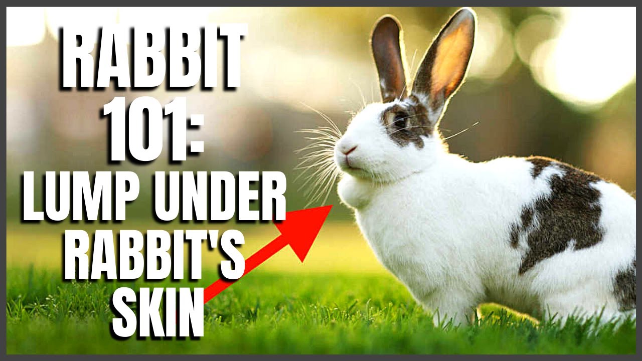 Rabbit 101: Lump Under Rabbit’s Skin