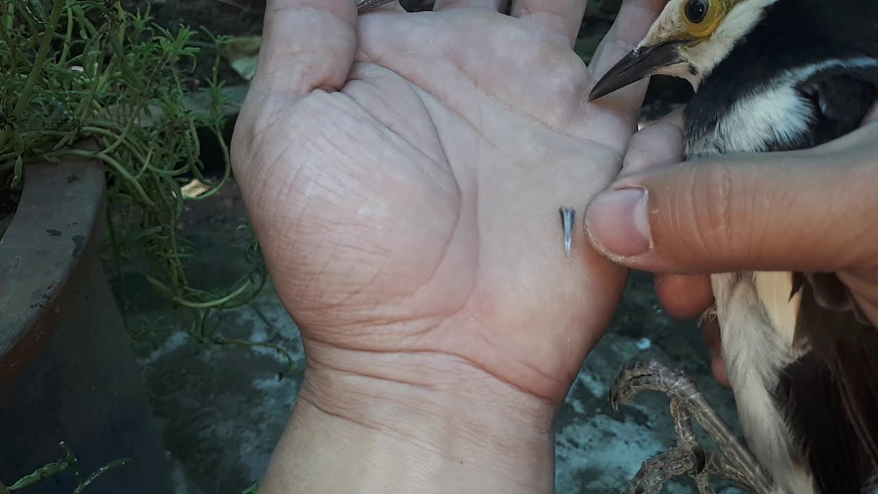 Hướng dẫn lột lưỡi cho cưỡng tập n&oacute;i