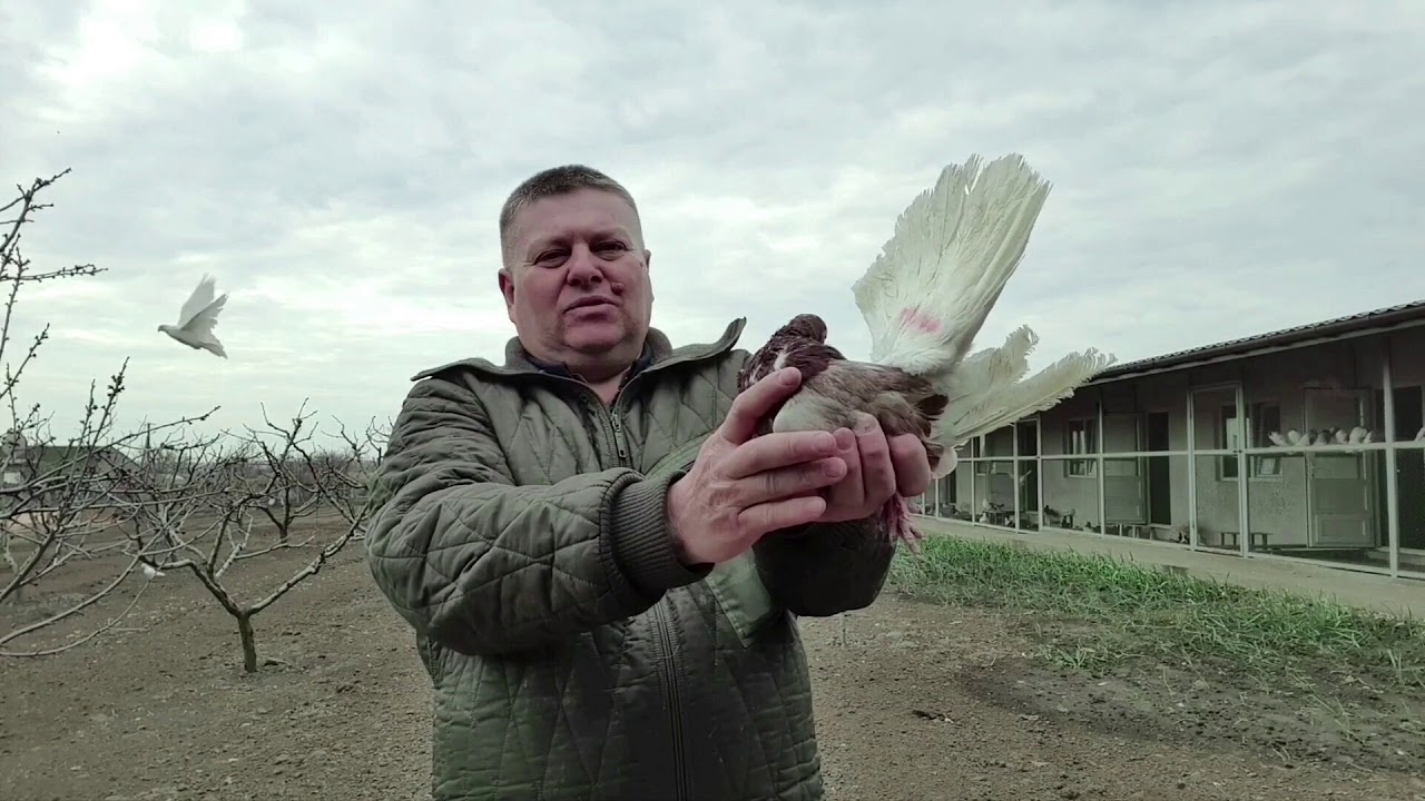 Голуби Одесский горбоносый  Сереневый.