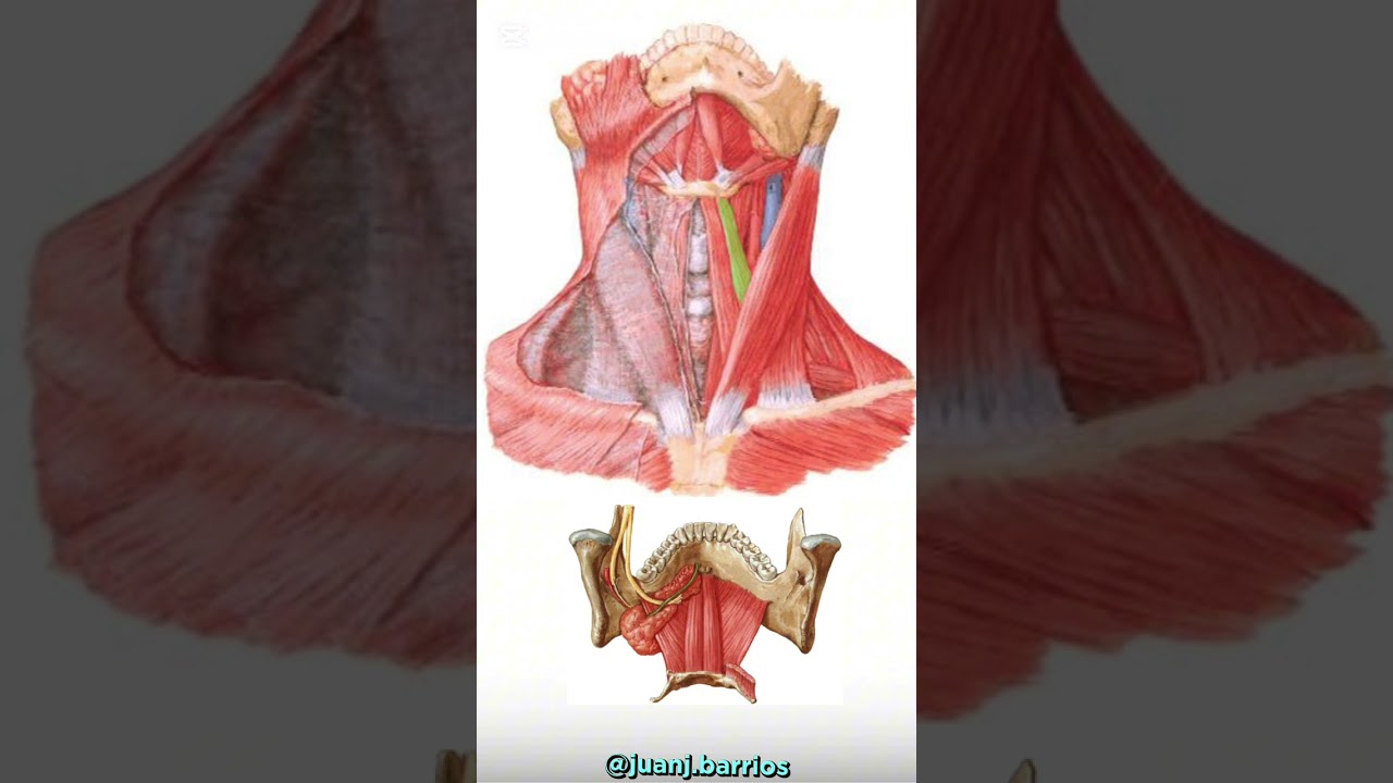 Anatom&iacute;a Flash: Tri&aacute;ngulo Anterior del Cuello en 1 Minuto! 🦴💪⏱️