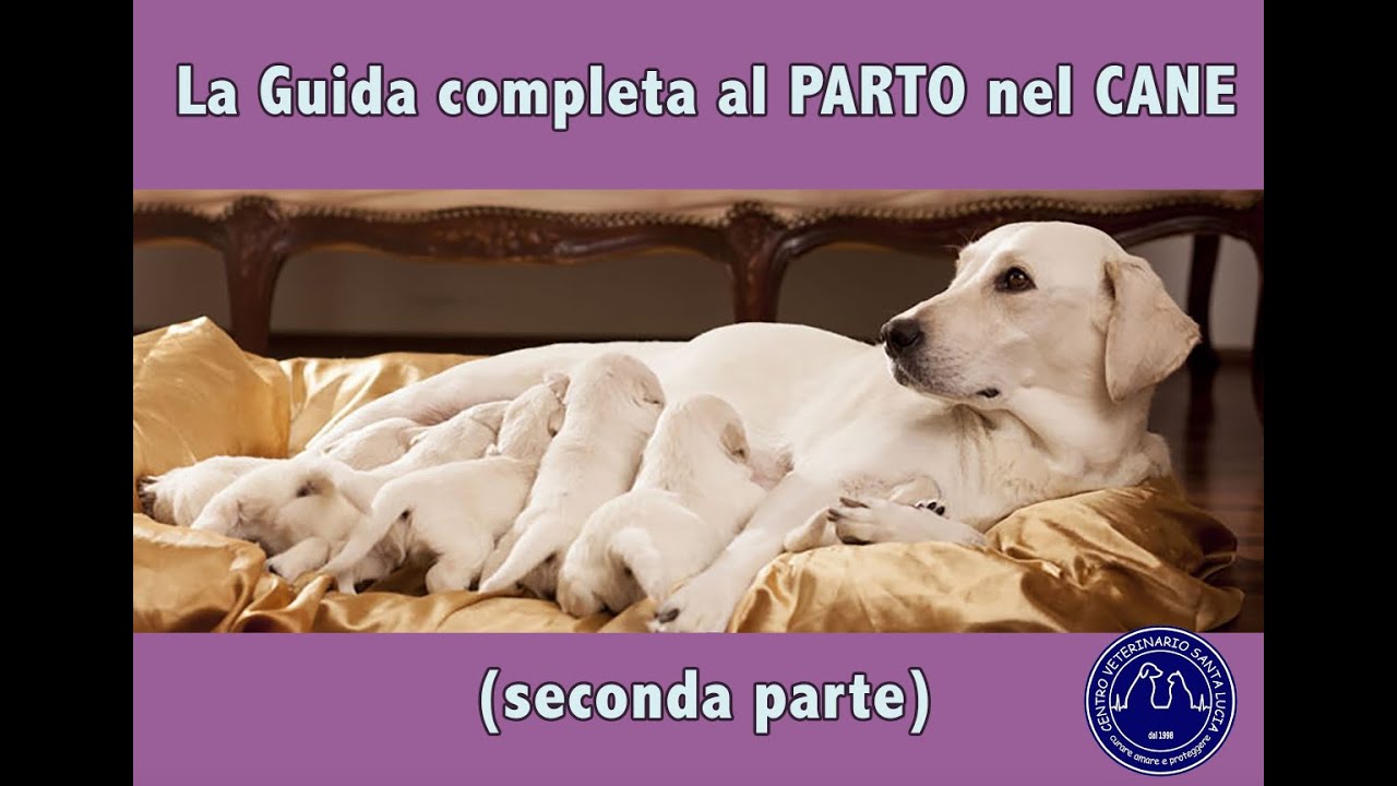 76 - Il parto nella cagna: la guida completa al parto nel cane (Seconda Parte)