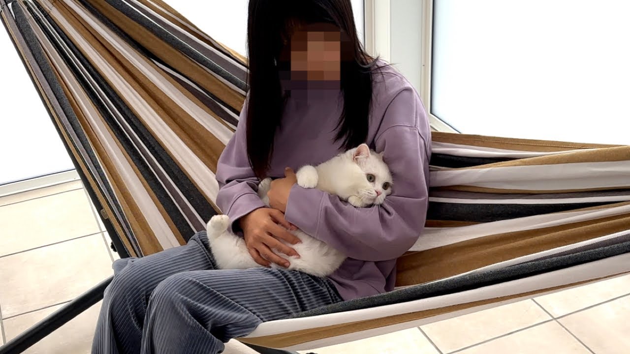 ハンモックガチ勢の猫も大きなハンモックは怖いみたいです