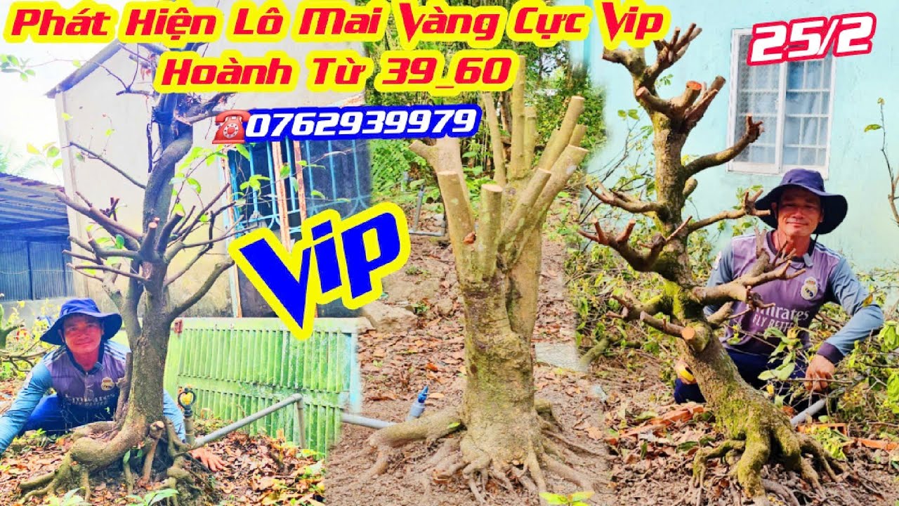 Mùng 9 Tết #0762939979, Chào Bán Lô Mai Vàng Cực Vip, Đế Khủng, Chi Cành Đẹp Hoành từ 39_60