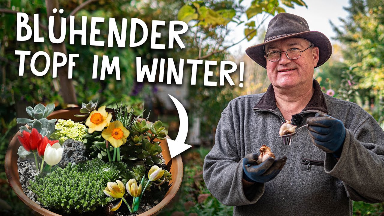 Tulpen, Krokusse & Narzissen im Topf pflanzen! 🌷 - farbenfroh durch den Winter