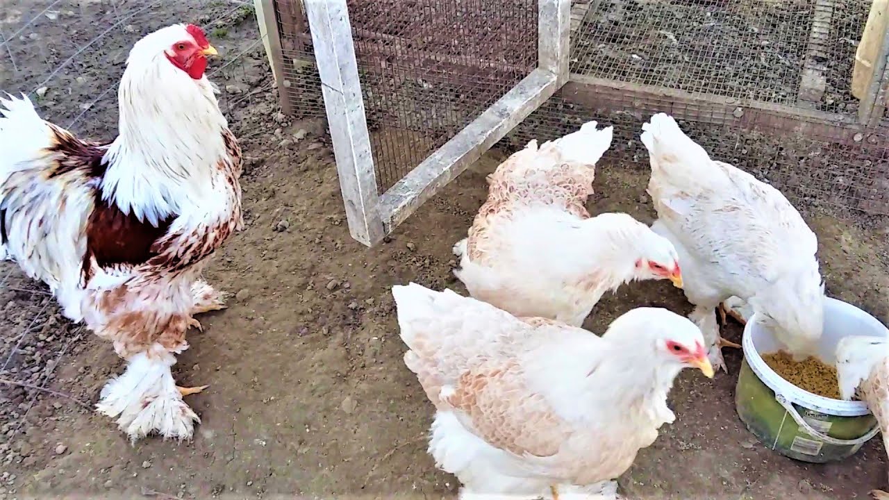 BRAHMA CHICKENS SALMON SPLASH
