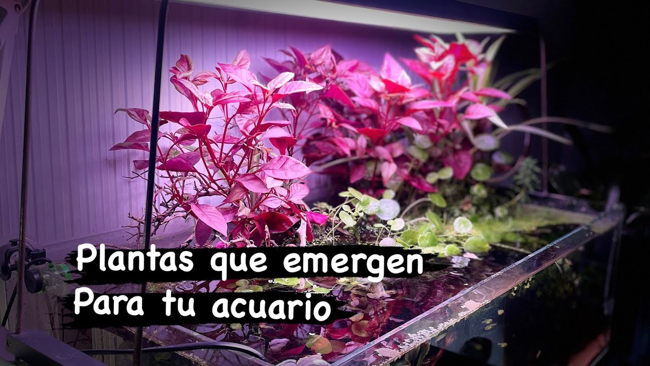 Plantas que emergen para tu acuario