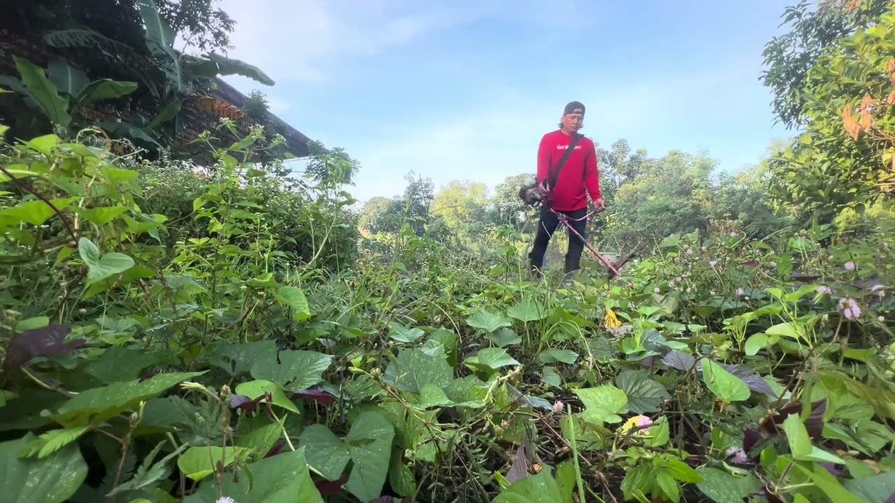 Paglilinis ng Bakuran para mataniman ulet