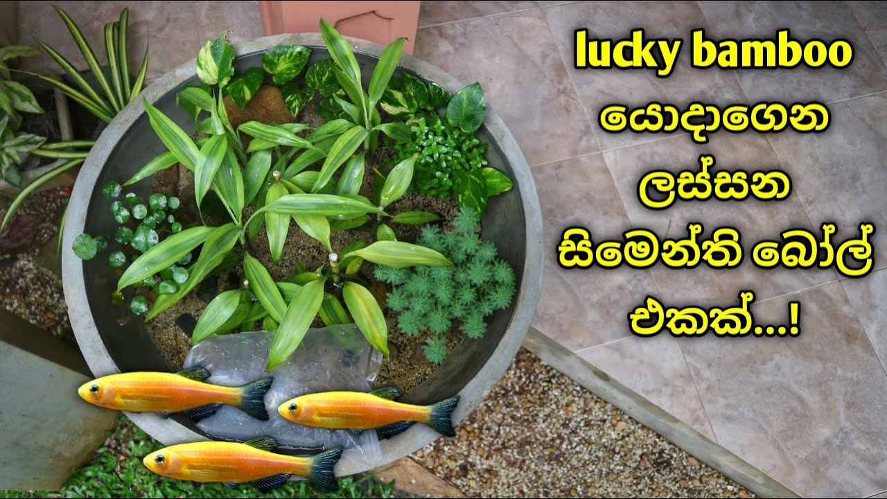 ලකී බැම්බූ(සැන්ඩ්‍රියානා) යොදාගෙන ලස්සන සිමෙන්ති බෝල් එකක් | Patio Bowl makeover with Lucky bamboo