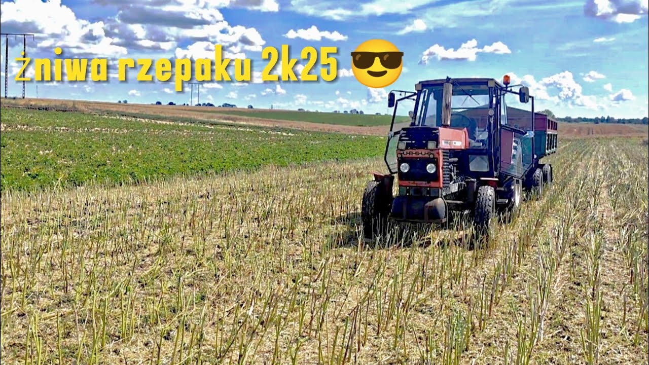Żniwa rzepaku ciąg dalszy 👊🏽😎| Bizon Z058 rekord & Ursus 1201+autosan d47 w akcji 