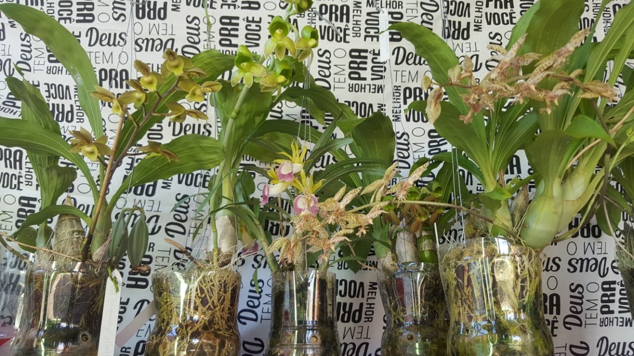 #01- Cultivo na garrafa pet com reservatório de água.