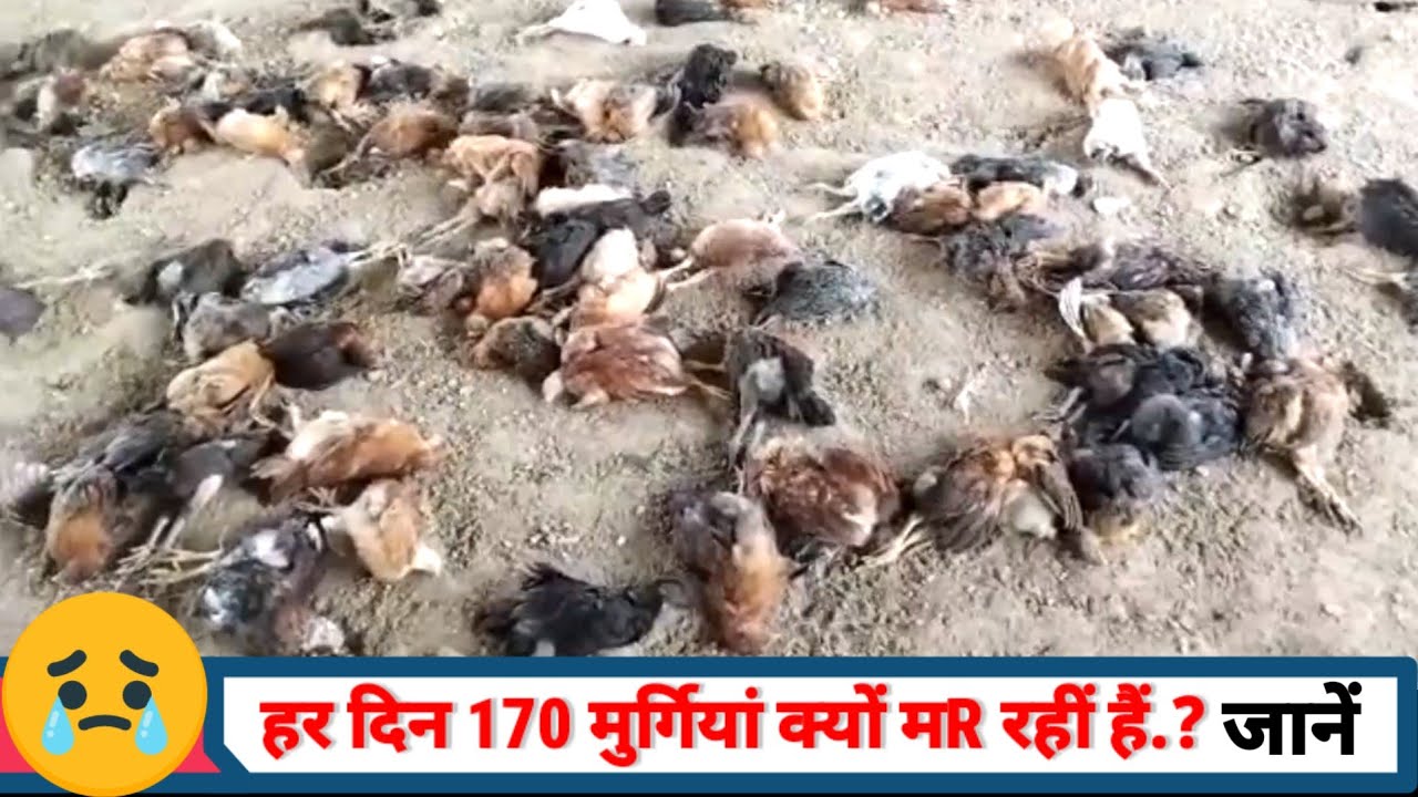 हम सबको बचना होगा!!IBD disease!!gumboro disease in poultry!!infectious bursal disease in poultry!!